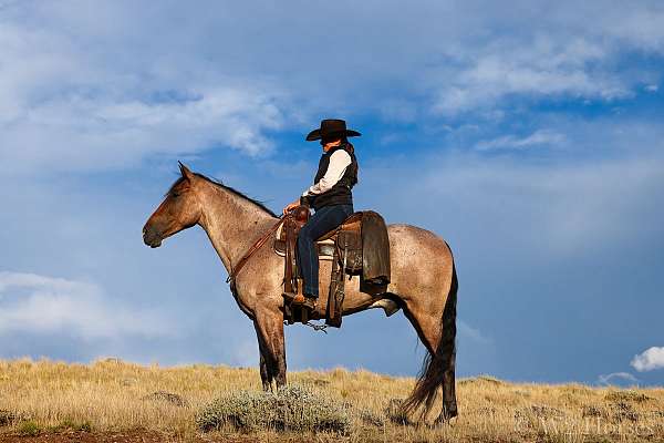 gentle-horse-tennessee-walking