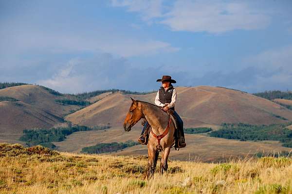 horse-for-sale-tennessee-walking