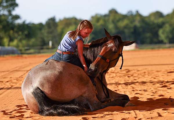 gun-safe-horse-tennessee-walking