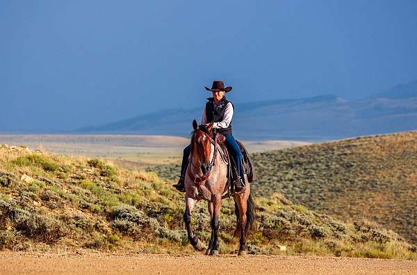 western-horse-tennessee-walking