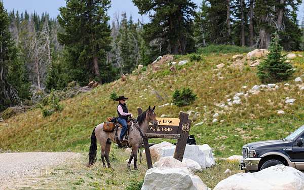 western-dressage-horse-tennessee-walking