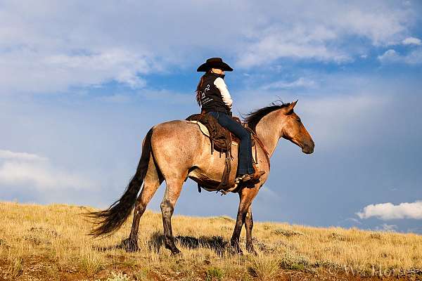 kid-friendly-horse-tennessee-walking