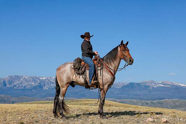 tennessee-walking-horse