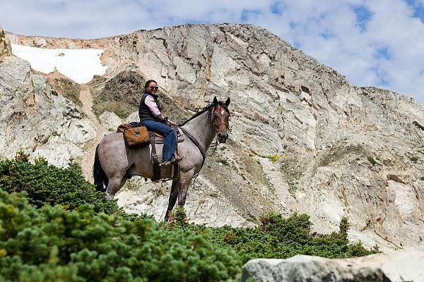 gaited-horse-tennessee-walking