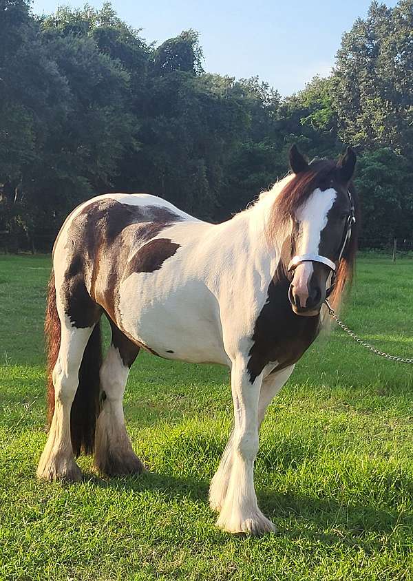 tobiano-horse