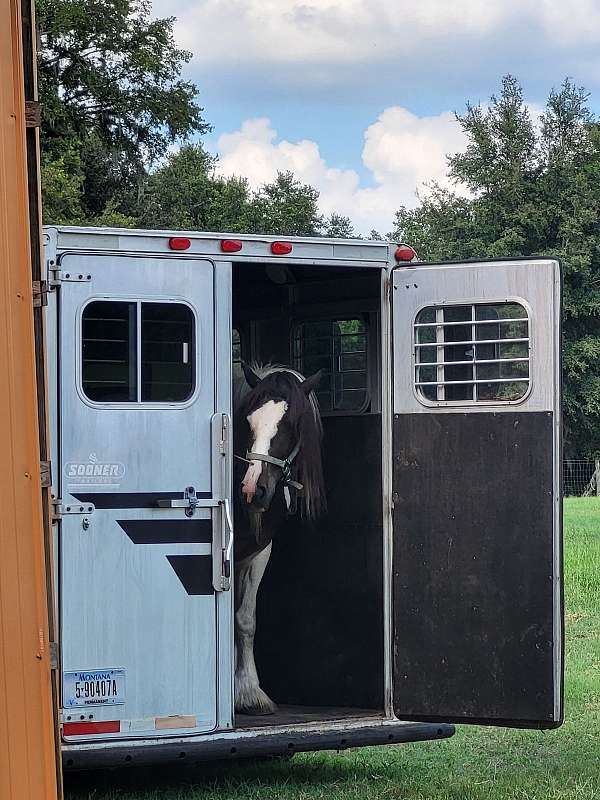 bay-white-gypsy-vanner-horse