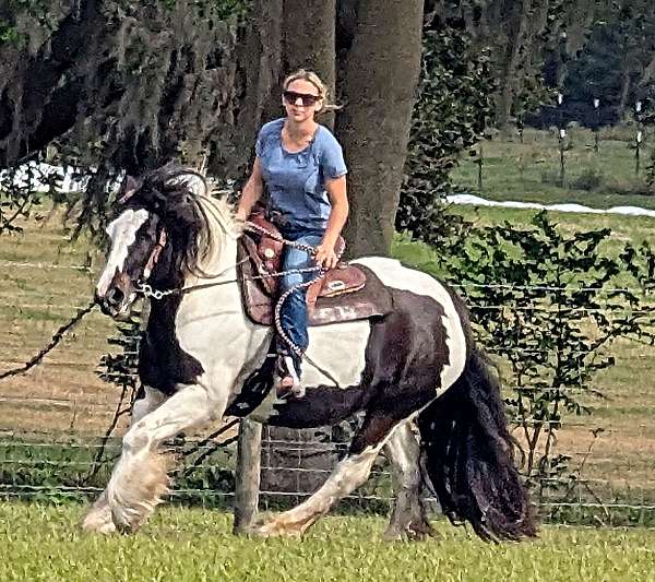 mare-foal-gypsy-vanner-horse