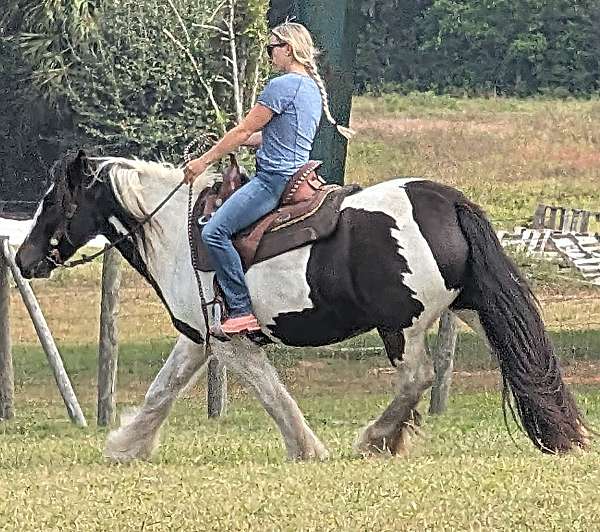 thick-tail-gypsy-vanner-horse