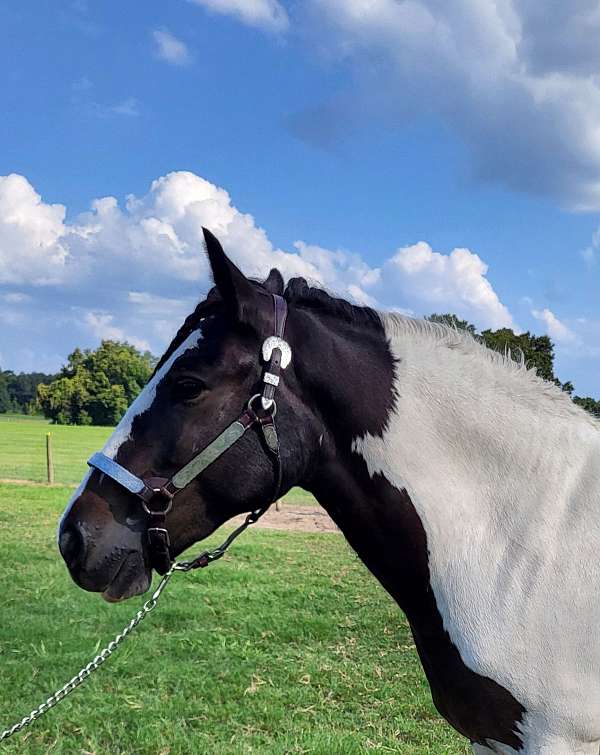 ultrasound-gypsy-vanner-horse