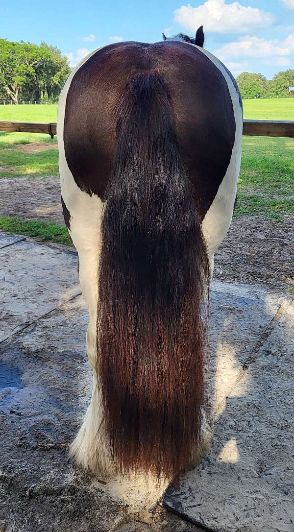 young-mare-gypsy-vanner-horse