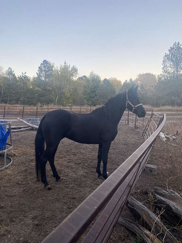 star-on-forehead-horse