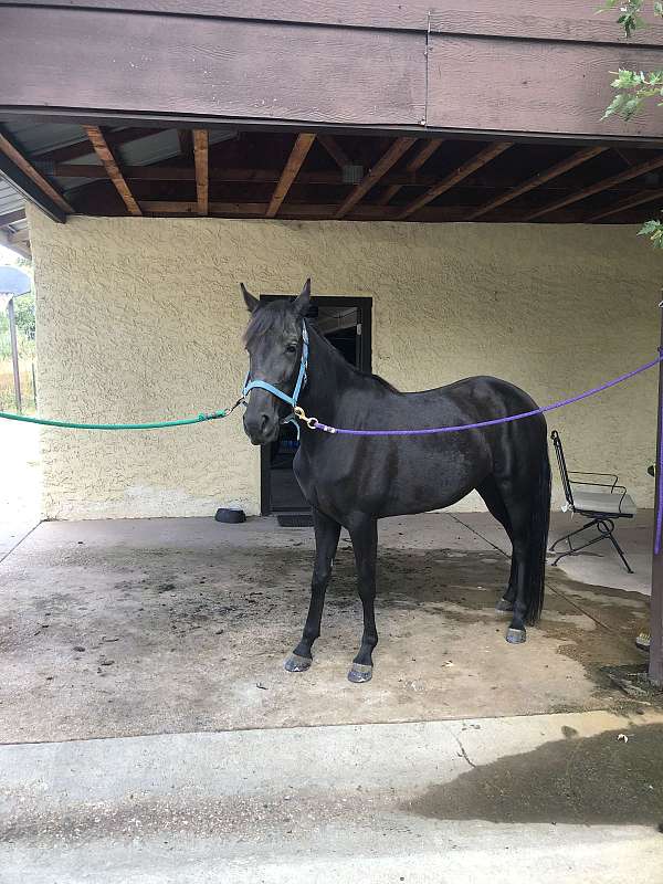 black-star-on-forehead-horse