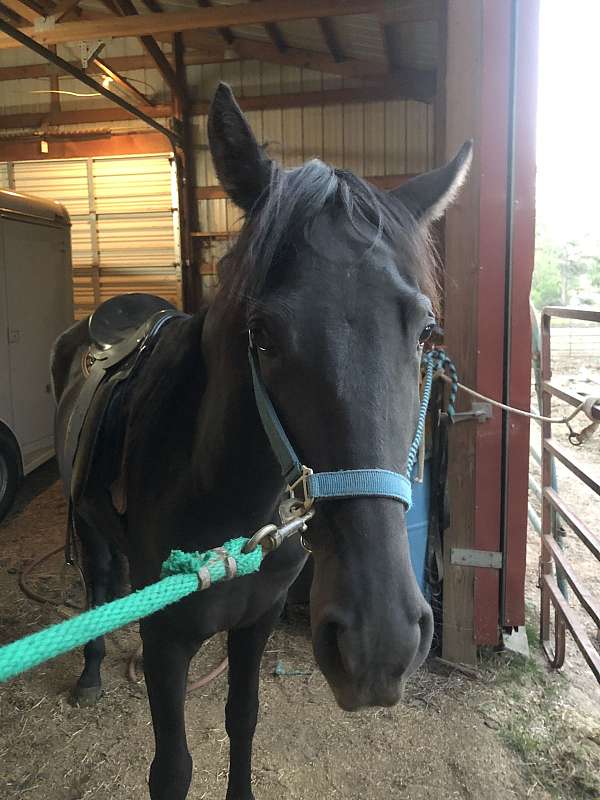 black-tennessee-walking-mare