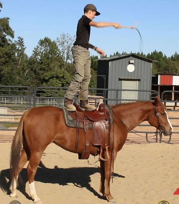 blaze-2-white-socks-on-the-rear-horse