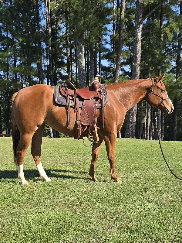 blaze-2-white-socks-on-the-rear-horse