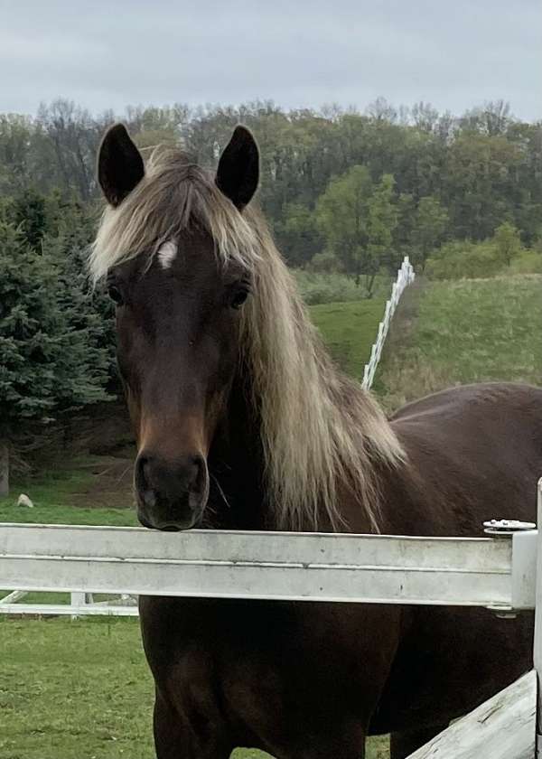 dressage-rocky-mountain-horse