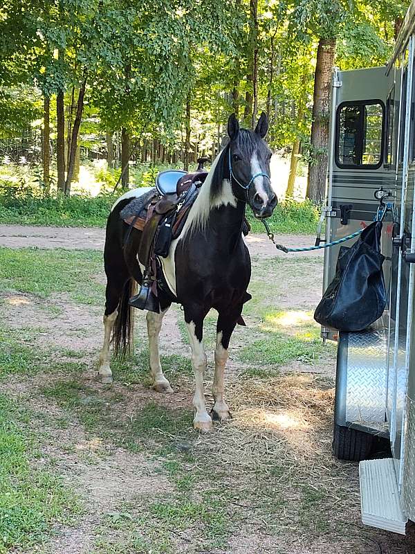 reliable-spotted-saddle-horse