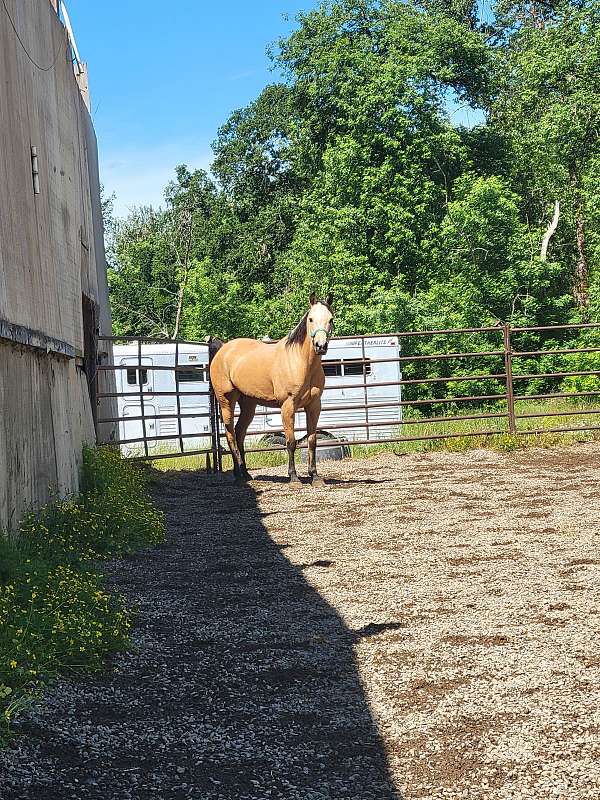 all-around-half-arabian-horse