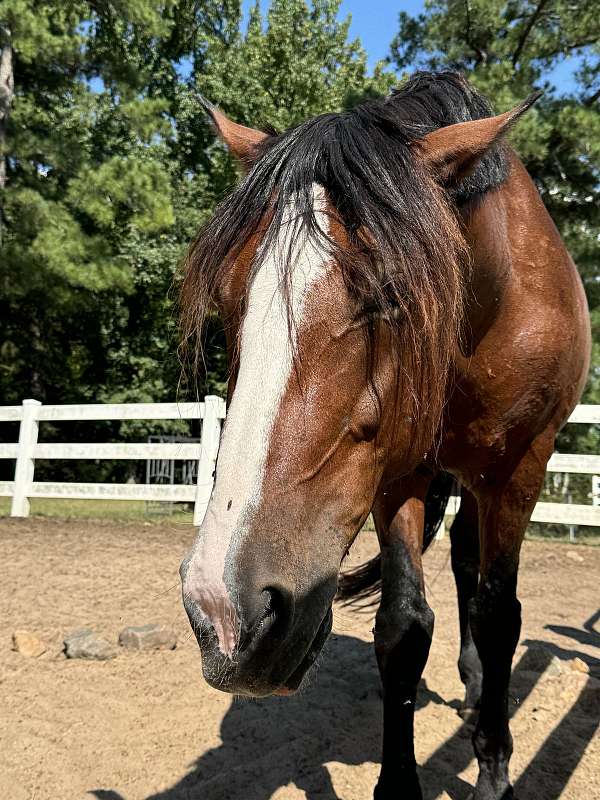 started-under-sad-mustang-horse