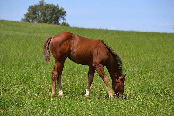 halter-polo-pony