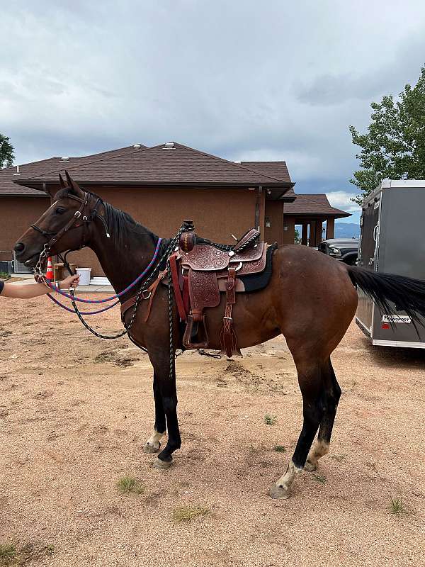 bay-thoroughbred-horse