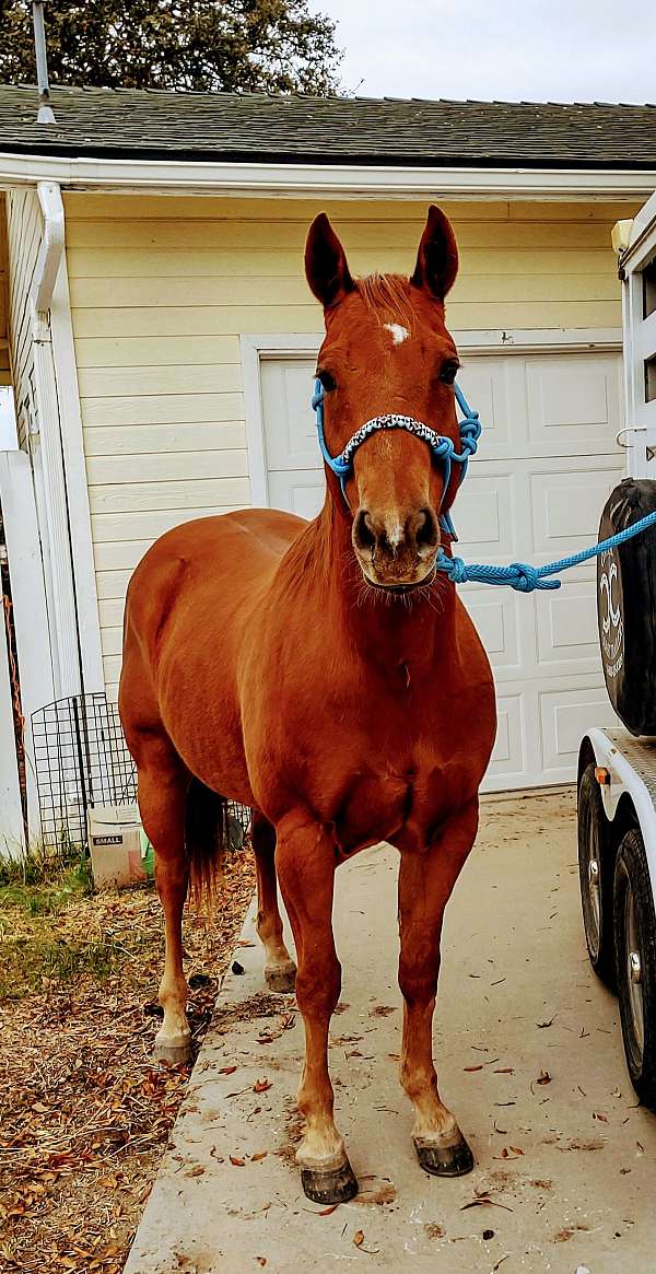 and-ranch-quarter-horse