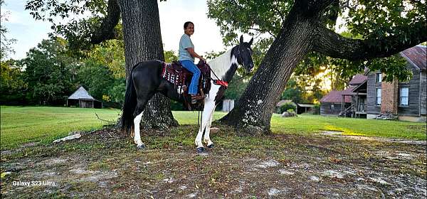 sppoted-saddle-spotted-horse