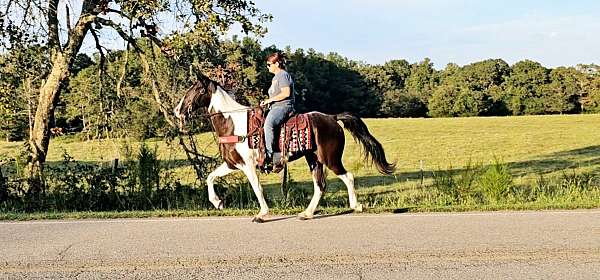 tobiano-see-pictures-horse