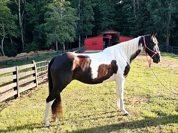 trail-spotted-saddle-horse