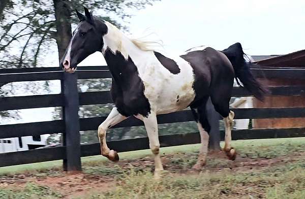 trail-riding-spotted-saddle-horse