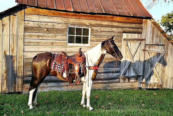 family-friendly-spotted-saddle-horse