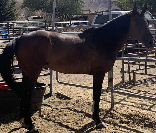 awesome-disposition-arabian-horse