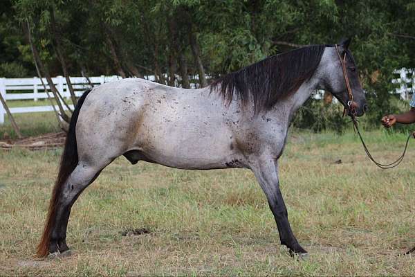 blue-roan-horses-for-sale