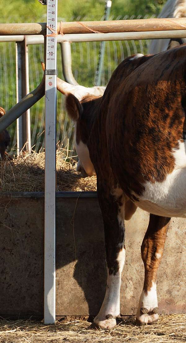 brindle-see-picture-horse