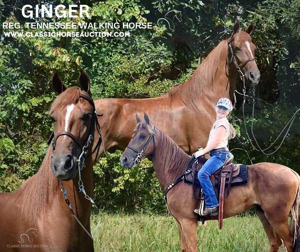 climb-hills-tennessee-walking-horse