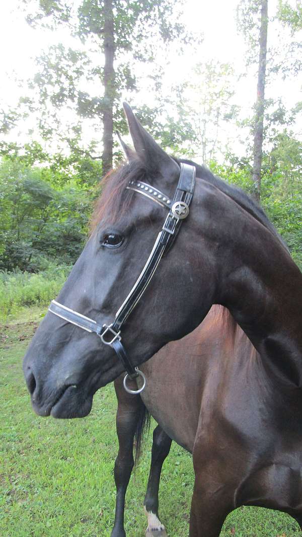 black-star-on-forehead-small-left-hind-sock-horse