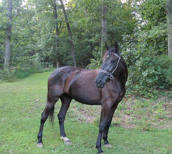 star-on-forehead-small-left-hind-sock-horse