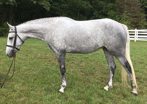 all-around-welsh-pony