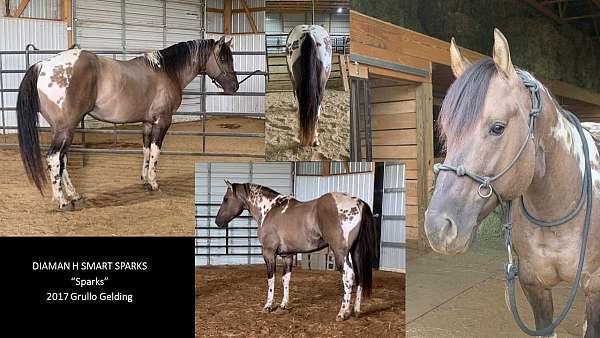 grulla-flashy-tobiano-horse