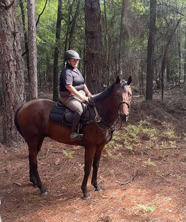 aiken-thoroughbred-horse