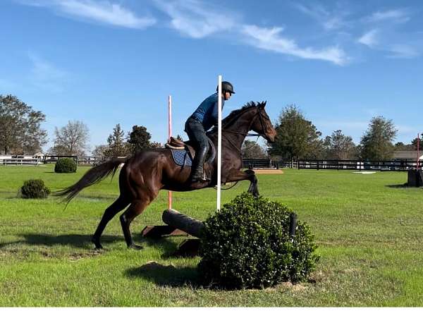 aiken-thoroughbred-horse