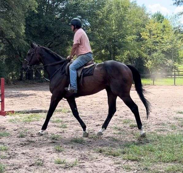 aiken-thoroughbred-horse