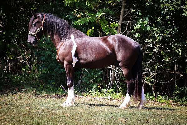 lots-of-eye-appeal-friesian-horse