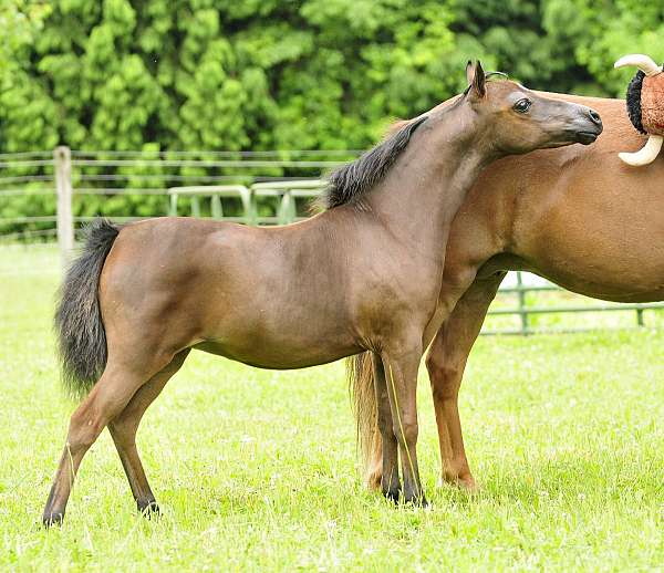 amhr-shetland-pony-filly