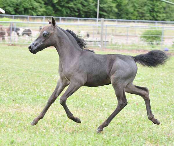 buckskin-shetland-pony-for-sale