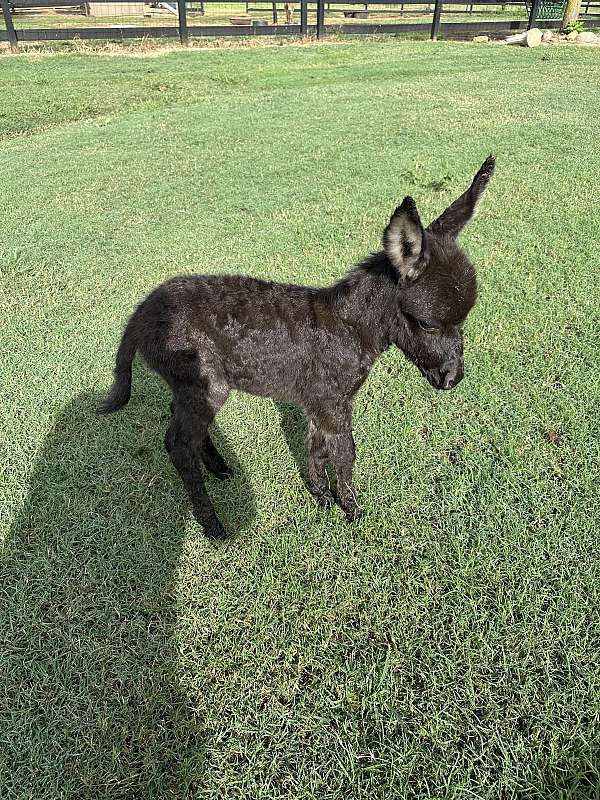 4-hand-donkey-filly