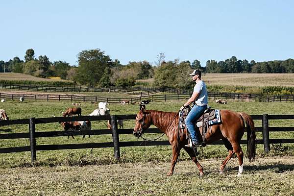 all-around-quarter-horse