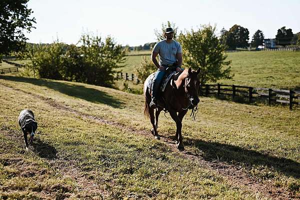 beginner-quarter-horse