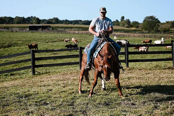 cowboy-mounted-shooting-quarter-horse