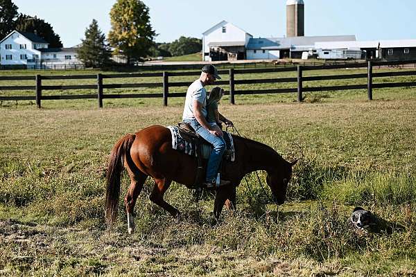 flashy-quarter-horse